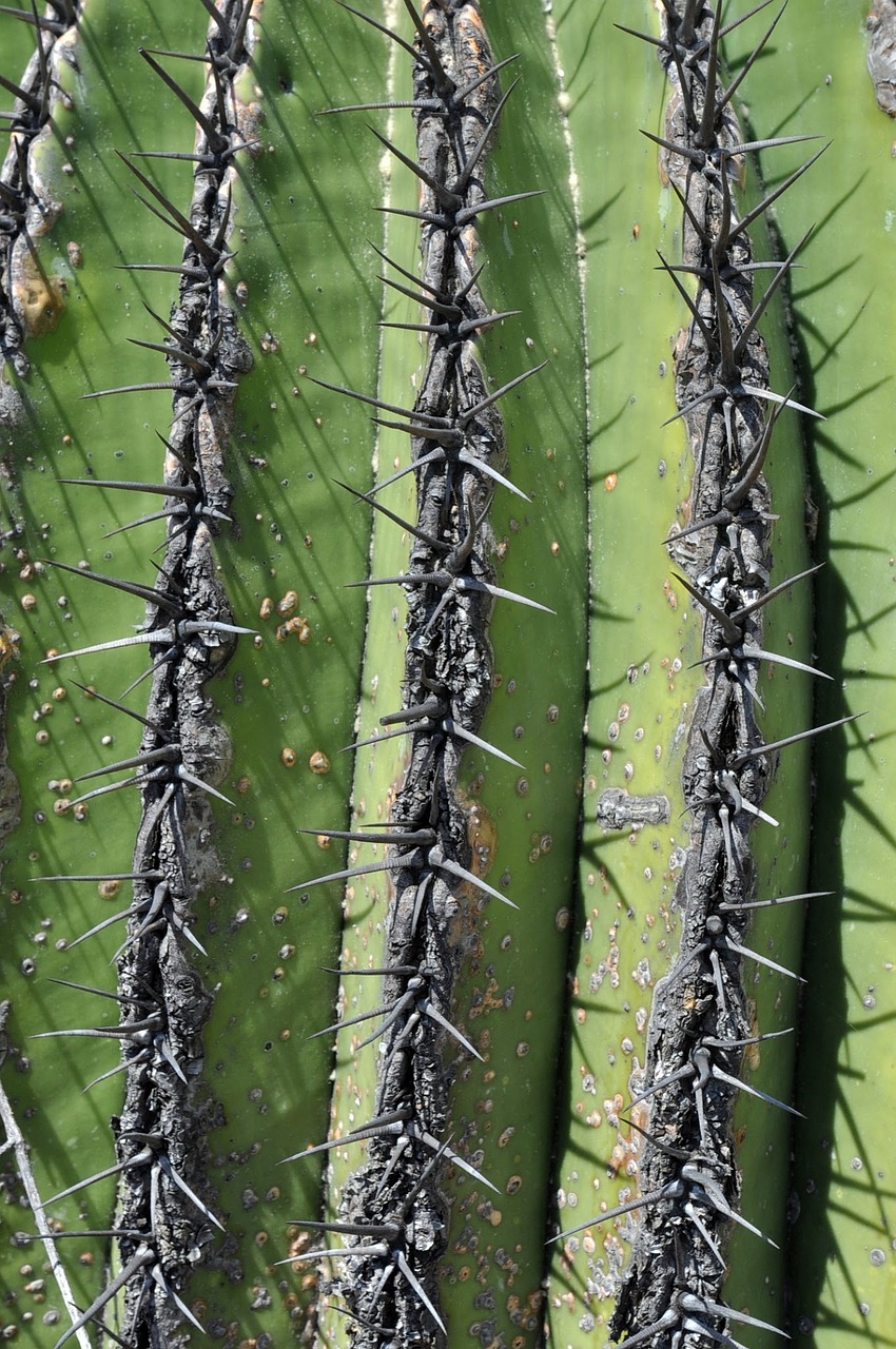 Kaktusas, Augalas, Zapotitano, Mexico Spined Tekstūra, Nemokamos Nuotraukos,  Nemokama Licenzija