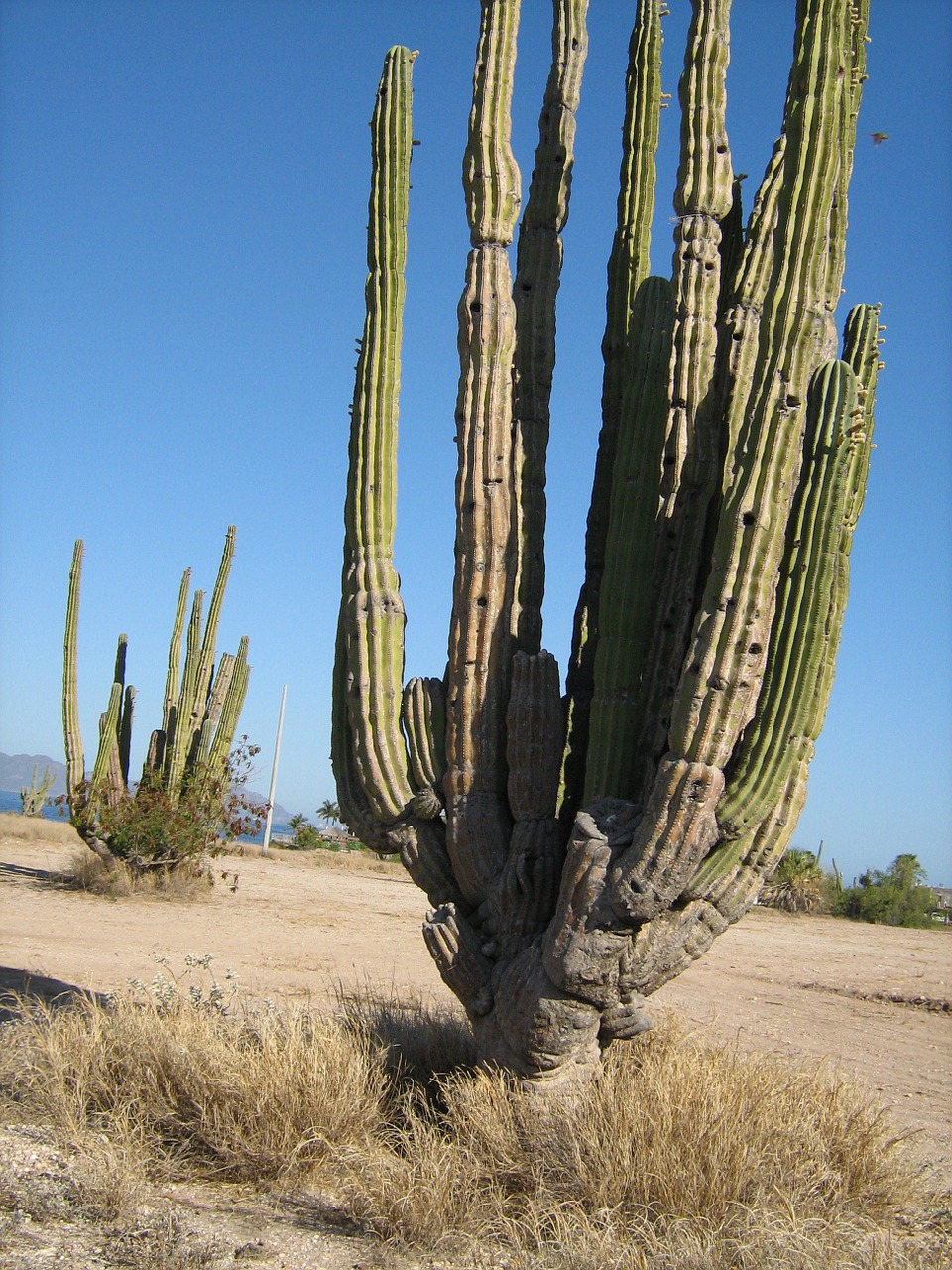 Kaktusas, Dykuma, Augalas, Nemokamos Nuotraukos,  Nemokama Licenzija