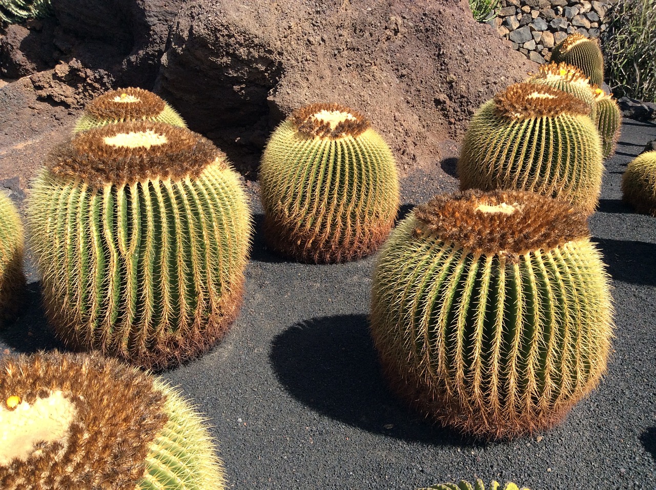 Kaktusas, Lanzarote, Kanarika, Nemokamos Nuotraukos,  Nemokama Licenzija