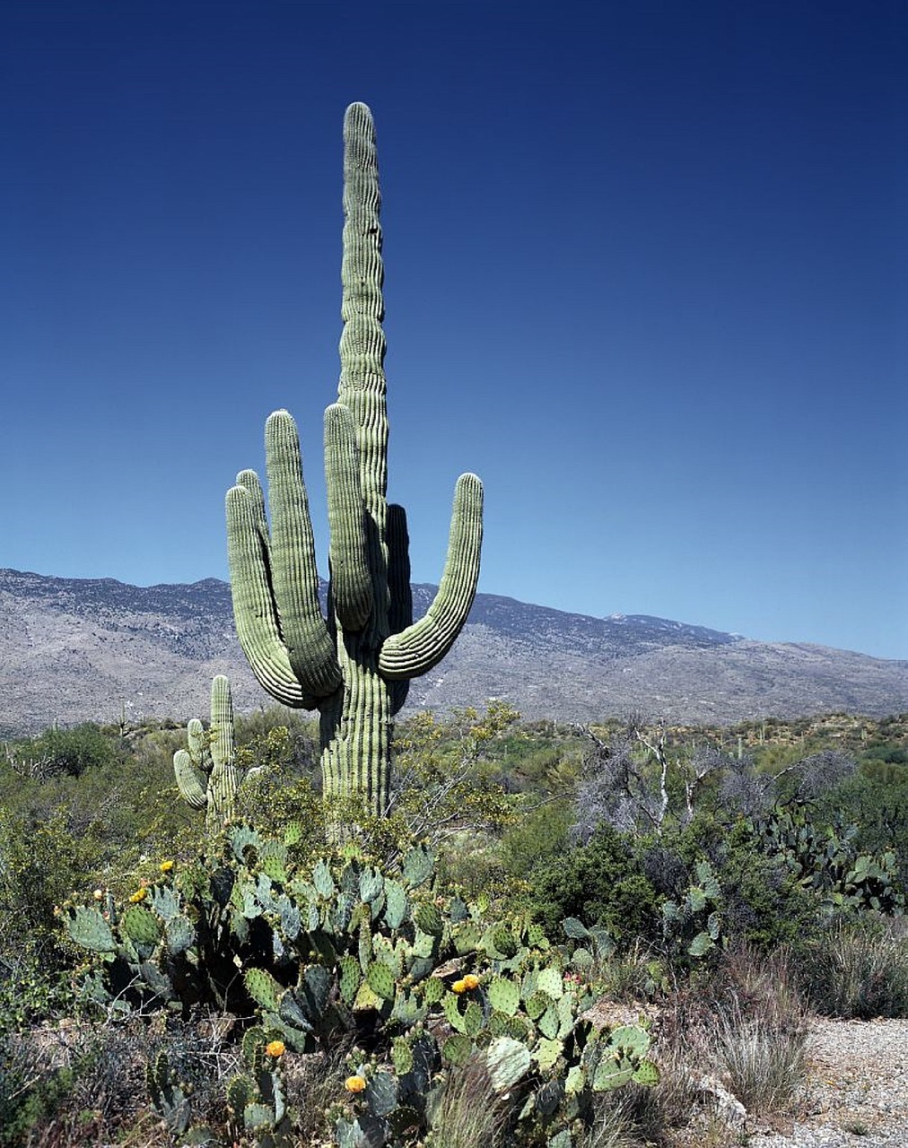 Kaktusas, Saguaros, Žydi, Gėlės, Dykuma, Pietvakarius, Arizona, Žalias, Žydi, Kraštovaizdis