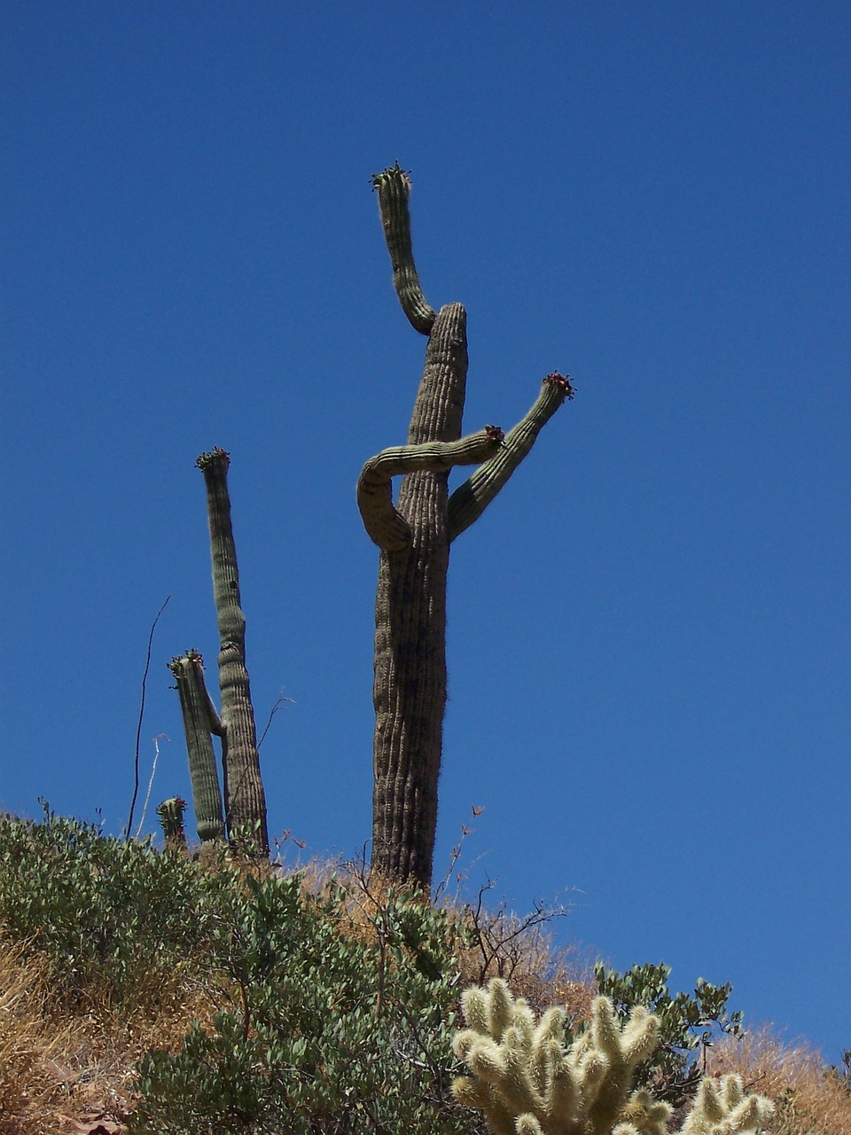 Kaktusas, Saguaro, Gamta, Dykuma, Kraštovaizdis, Žalias, Augalas, Mėlynas, Vasara, Sausas