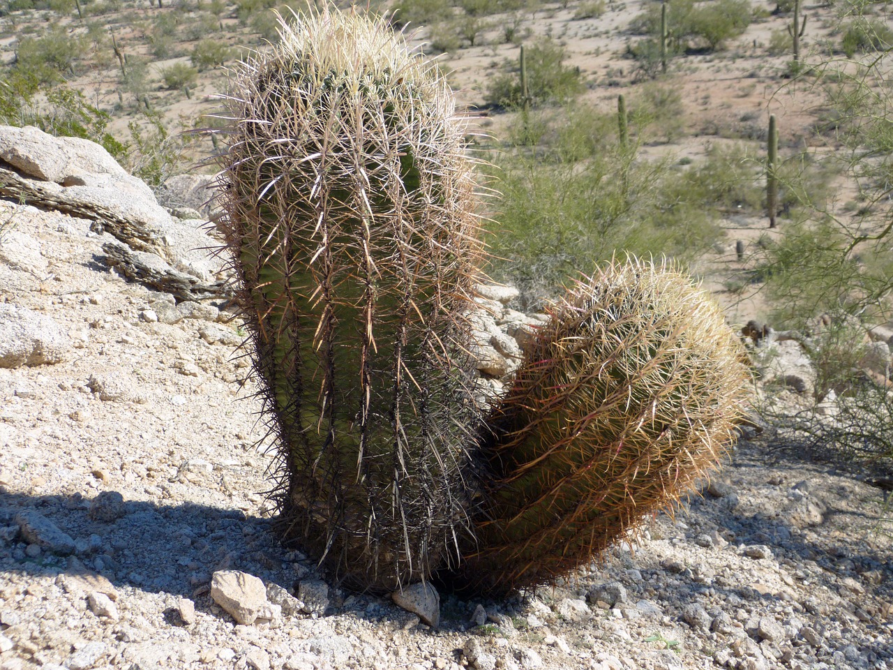 Kaktusas, Arizona, Paskatinti, Uždaryti, Nemokamos Nuotraukos,  Nemokama Licenzija