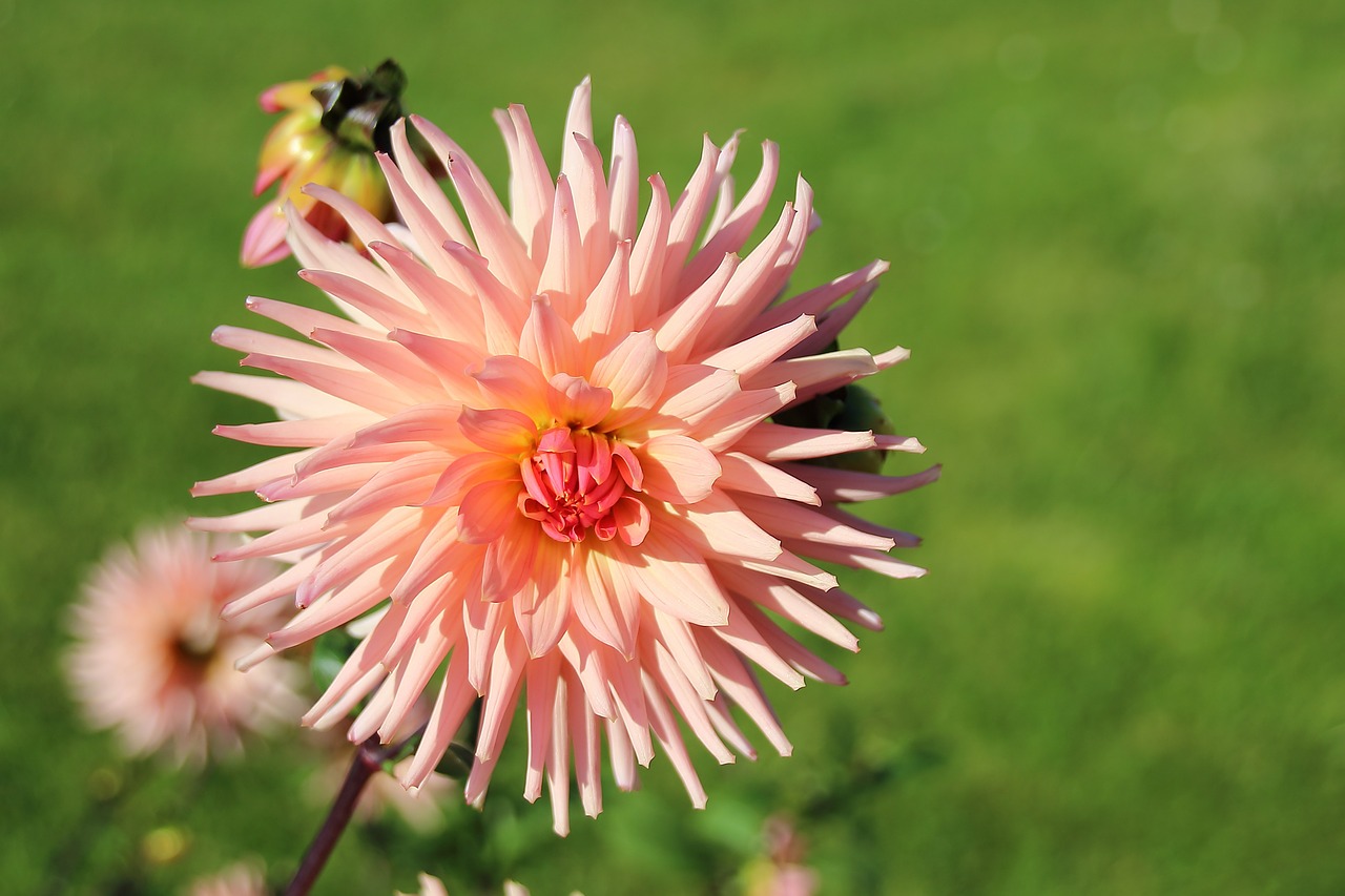 Kaktusas Dahlia, Dahlia, Rožinis, Žiedas, Žydėti, Žydėti, Augalas, Gėlė, Nemokamos Nuotraukos,  Nemokama Licenzija