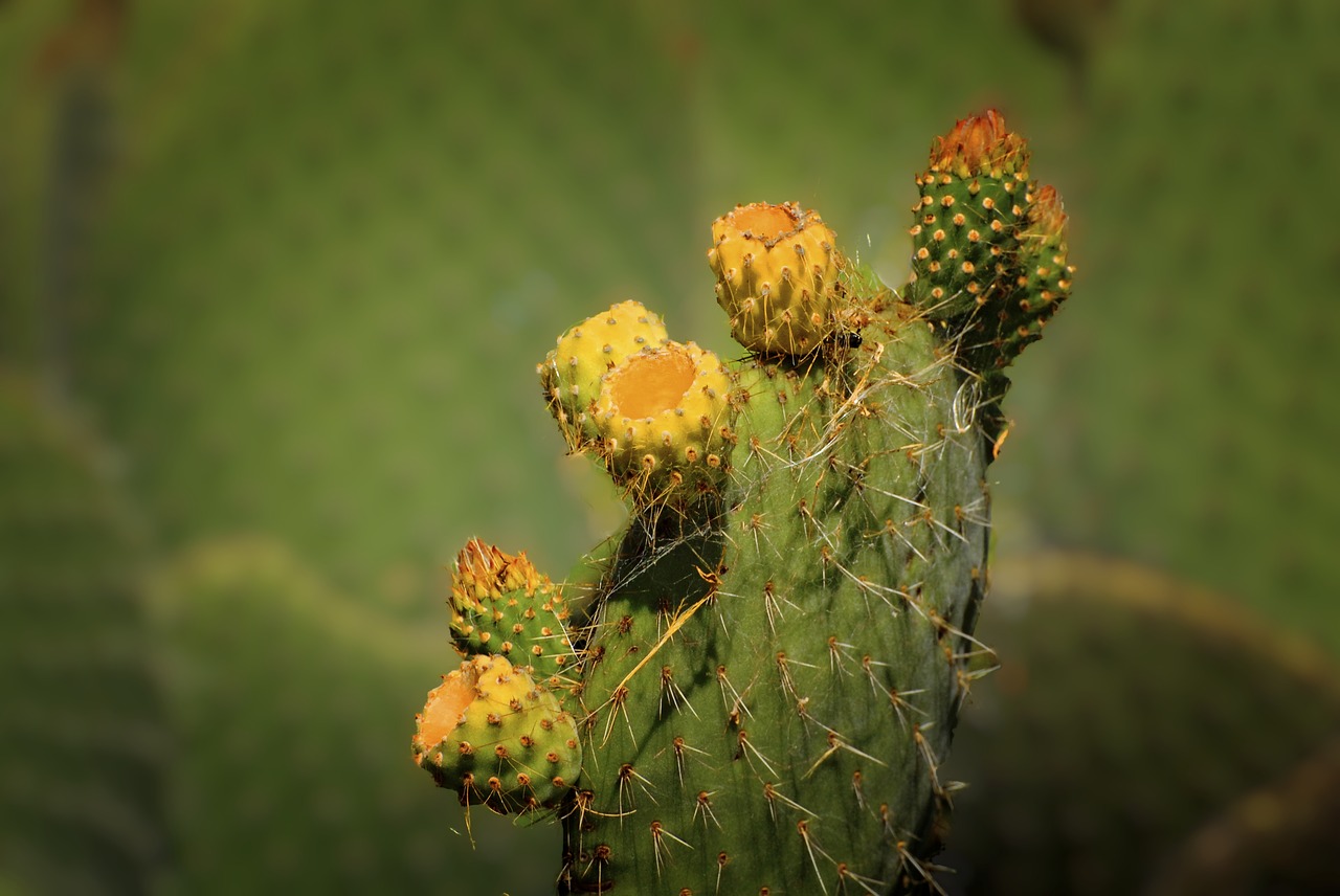 Kaktusinė Gėlė, Kaktusas, Palma, Gamta, Opuntia Cochenillifera, Erškėtis, Nemokamos Nuotraukos,  Nemokama Licenzija