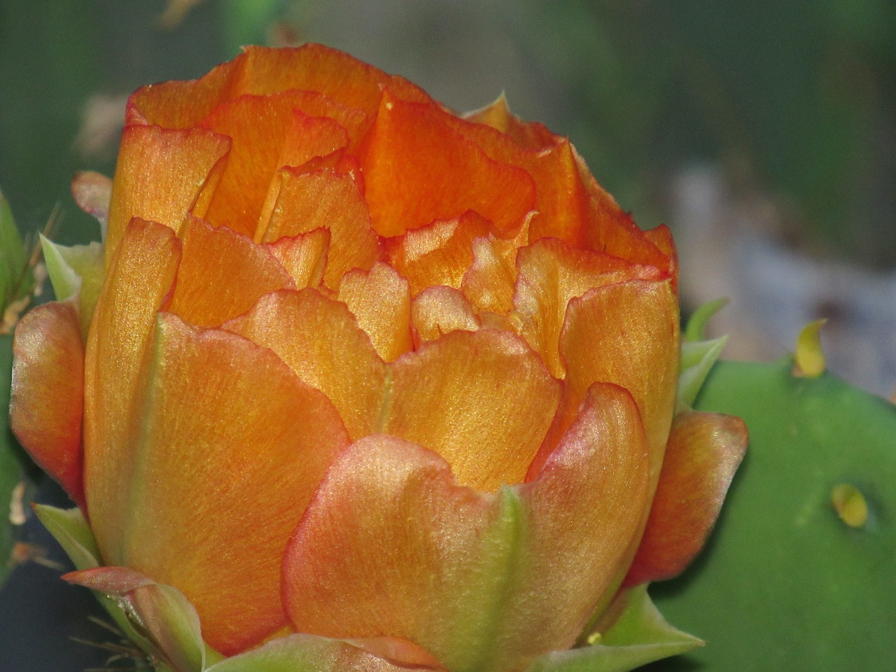 Kaktusas Gėlė,  Oranžinė,  Gėlių, Nemokamos Nuotraukos,  Nemokama Licenzija