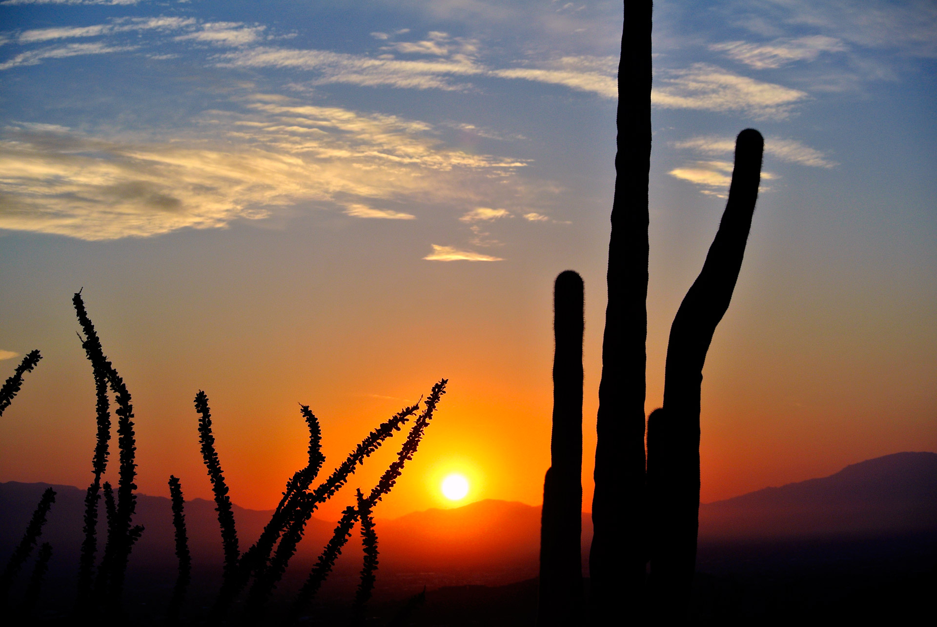 Kaktusas,  Saulėtekis,  Dykuma,  Kraštovaizdis,  Gamta,  Arizona,  Kaktusas Saulėtekis, Nemokamos Nuotraukos,  Nemokama Licenzija