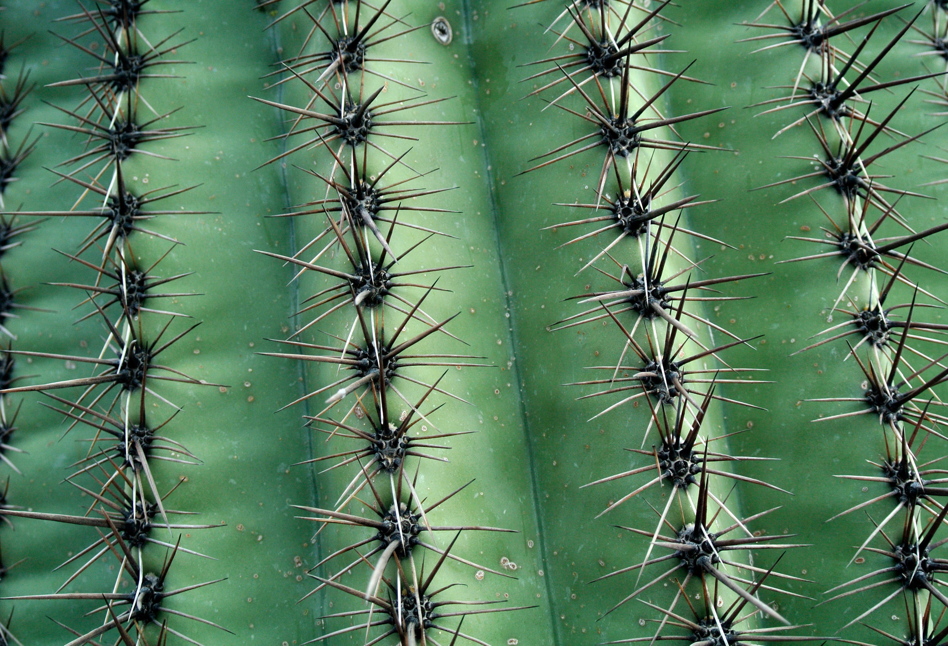 Kaktusas,  Tekstūra,  Žalias,  Kaktuso Tekstūra, Nemokamos Nuotraukos,  Nemokama Licenzija