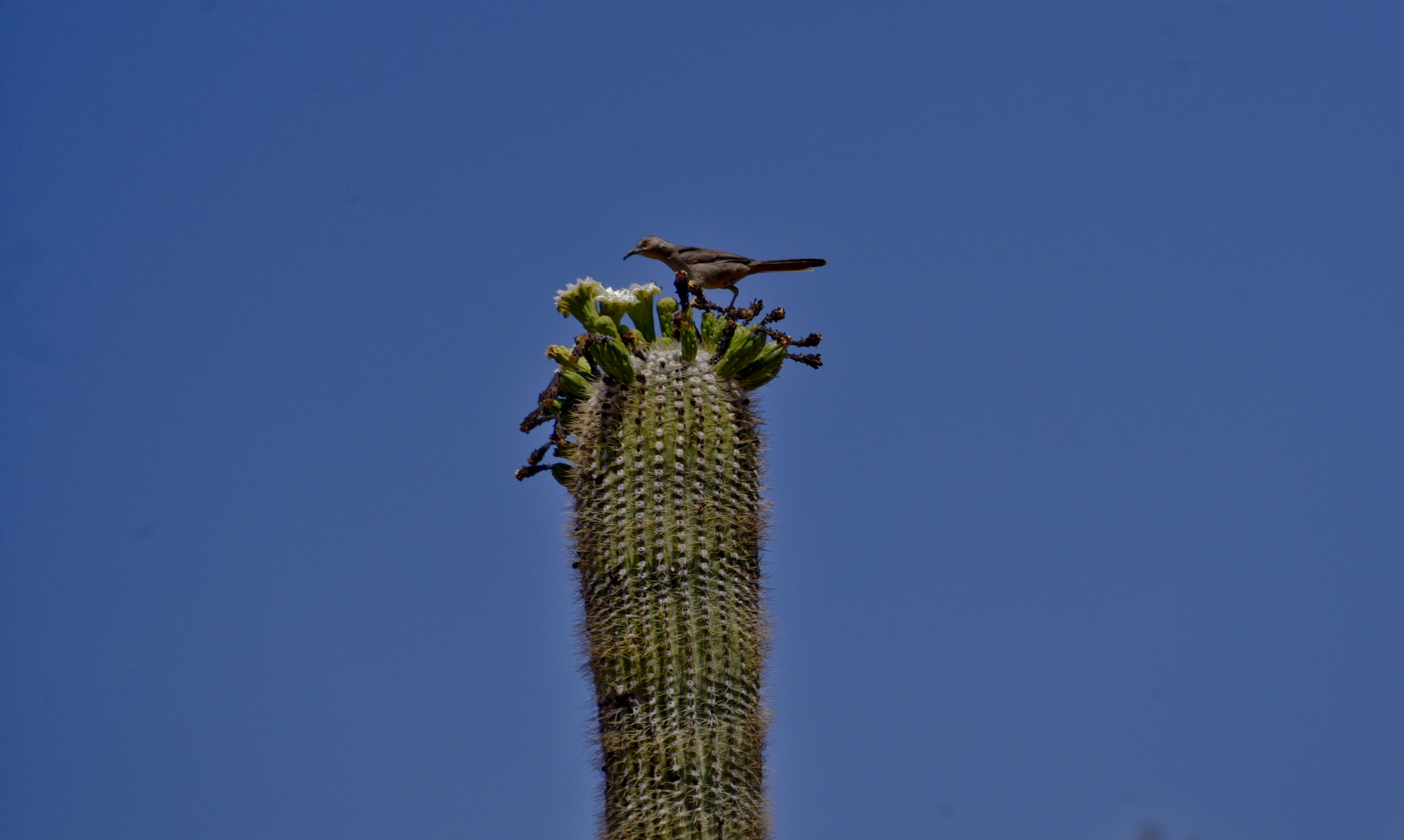 Paukštis,  Kaktusas,  Wren,  Kaktusas & Nbsp,  Raktas,  Saguaro,  Paukštis & Nbsp,  Kaktusas,  Arizona,  Saguaro & Nbsp