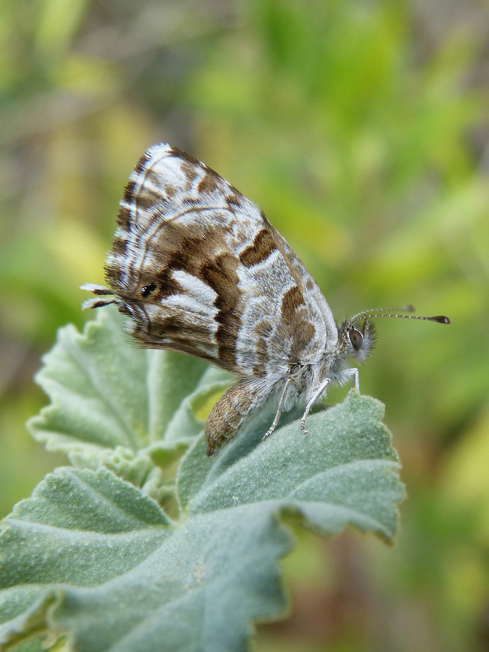 Cacyreus Marshalli, Drugelis, Geranijos Drugelis, Barrinadora Dels Geranis, Nemokamos Nuotraukos,  Nemokama Licenzija