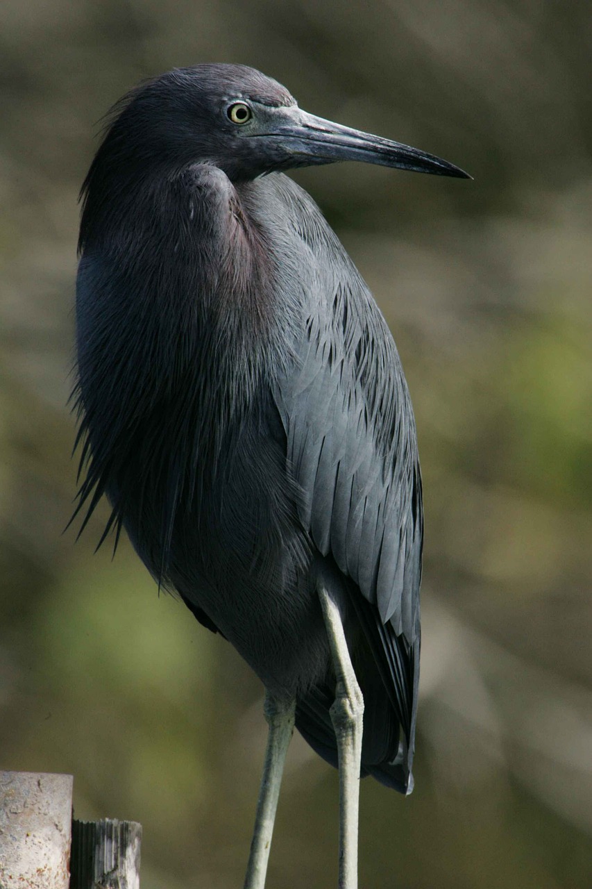 Caerulea, Egretta, Mėlynas, Mažai, Nebrikimas, Nuotrauka, Paukštis, Heronas, Paukščiai, Gyvūnai