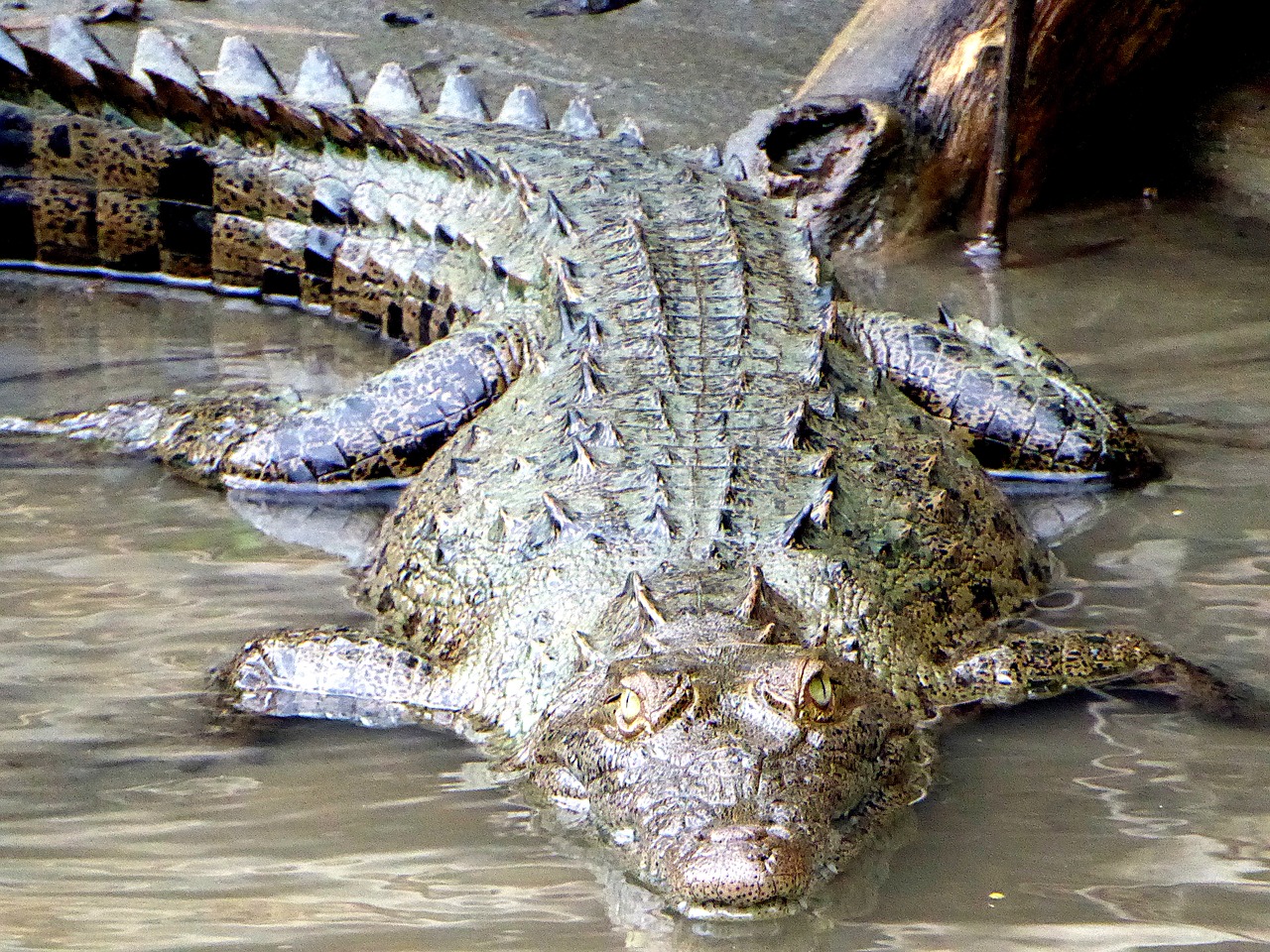 Caiman, Jaunas, Tortuguero, Kosta Rika, Nemokamos Nuotraukos,  Nemokama Licenzija