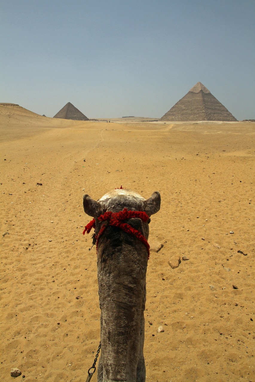 Kairas, Egiptas, Kupranugaris, Egyptian, Dykuma, Piramidės, Smėlis, Kelionė, Afrika, Turizmas