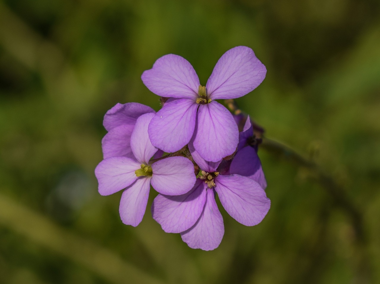 Cakile Maritima, Wildflower, Violetinė, Gamta, Gėlė, Augalas, Žiedas, Pavasaris, Flora, Kipras