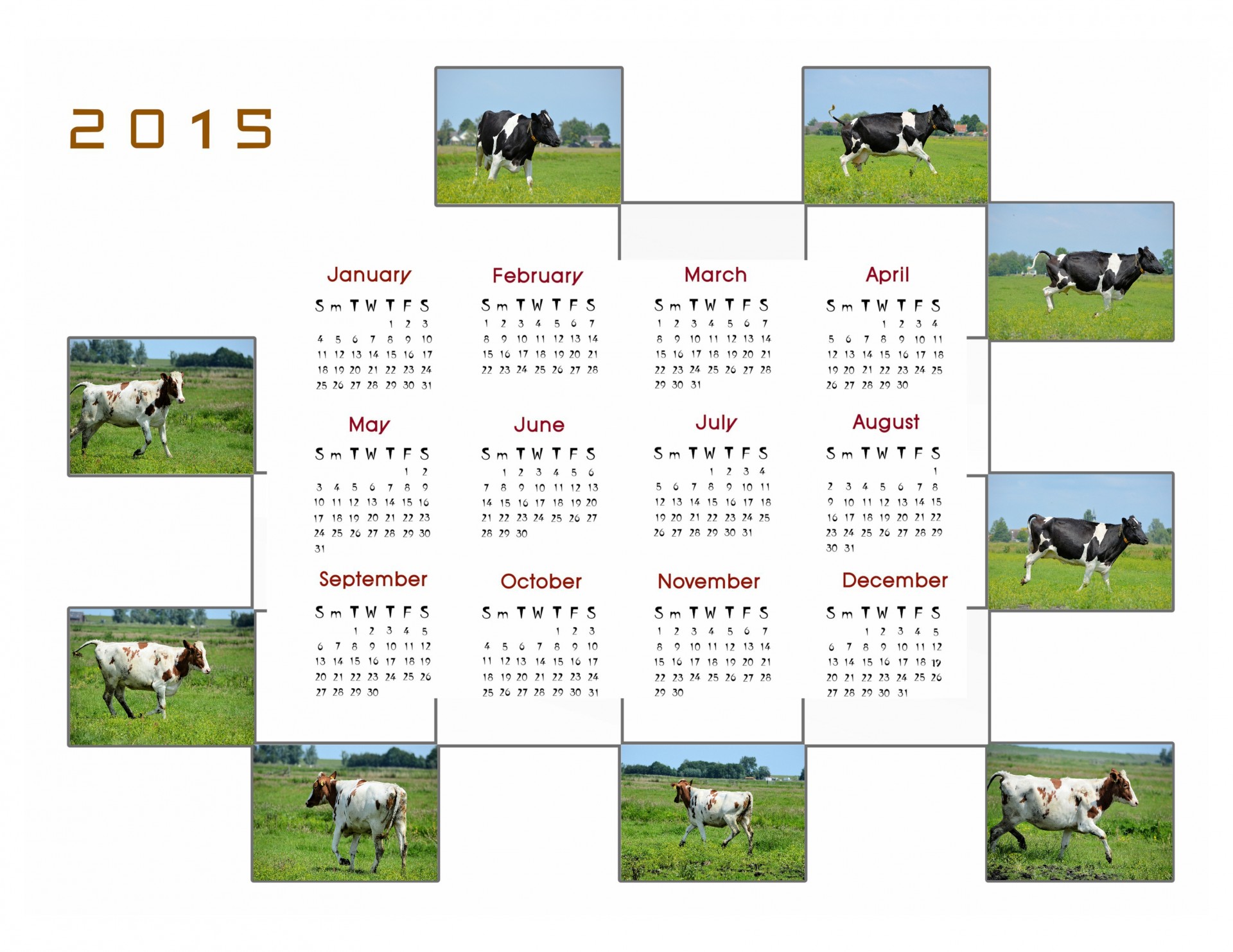 Kalendorius & Nbsp,  2015,  Kalendorius,  Planuotojas,  Apdaila,  Metai,  Mėnuo,  Mėnesių,  Duomenys,  Karvės