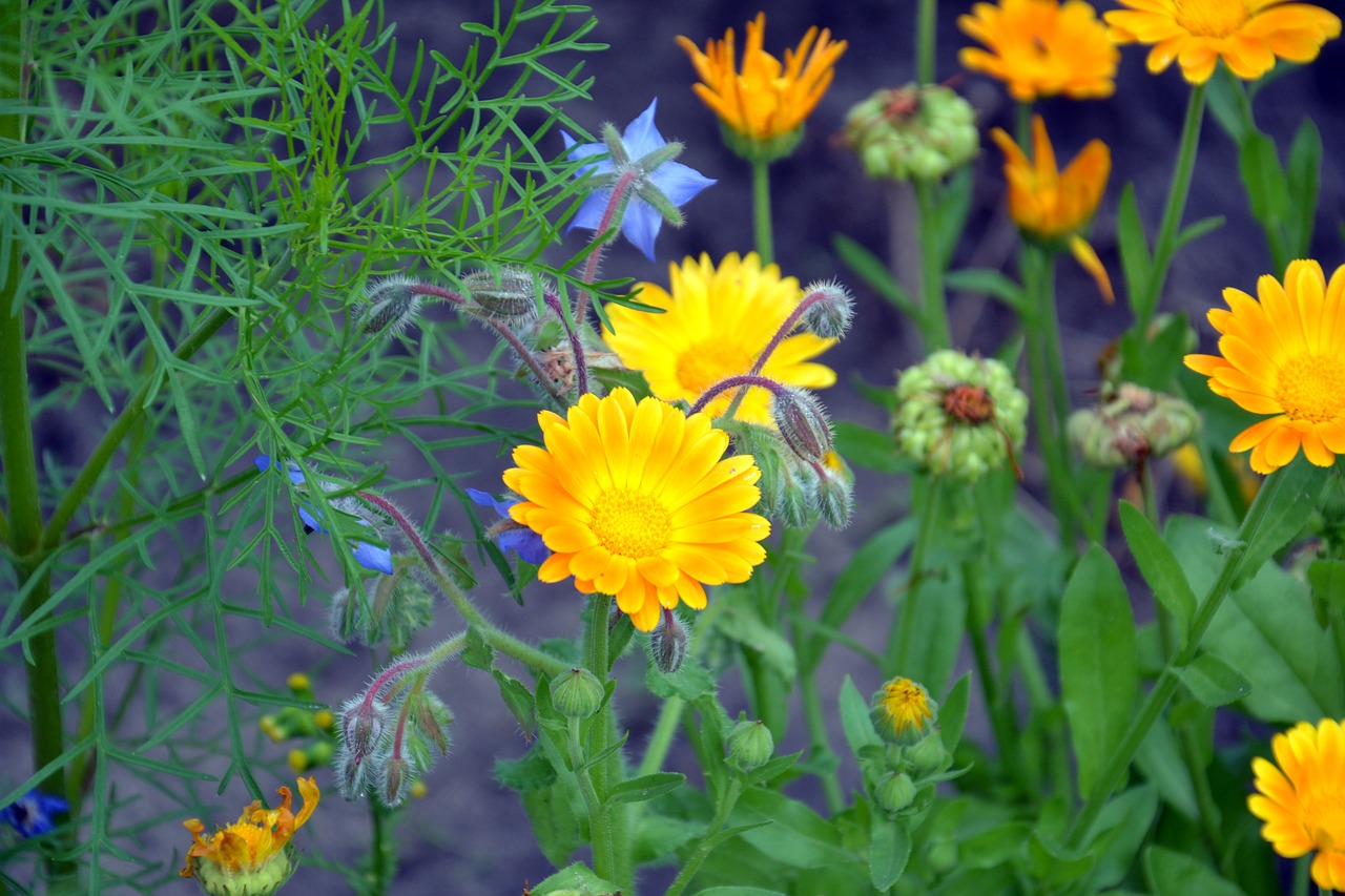 Kalendra, Gėlės, Vasara, Calendula Officinalis, Sodo Gėlė, Gamta, Vasaros Gėlės, Marigoldas, Oranžinė, Sodas