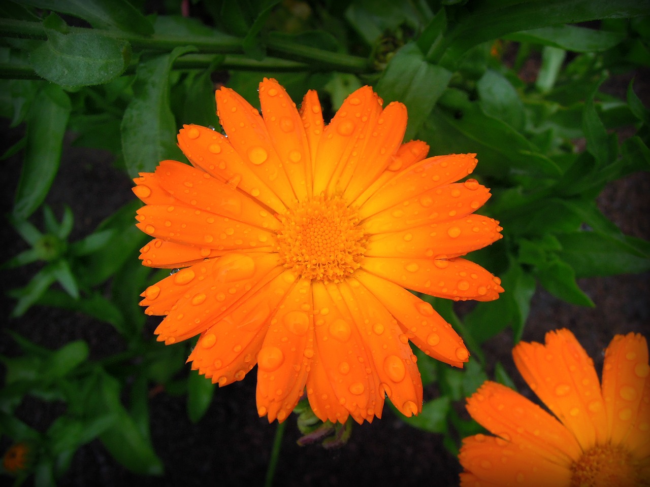 Kalendra, Marigoldas, Geltonos Gėlės, Augalas, Gėlė, Vasara, Šviesus, Geltona, Oranžinė, Calendula Officinalis