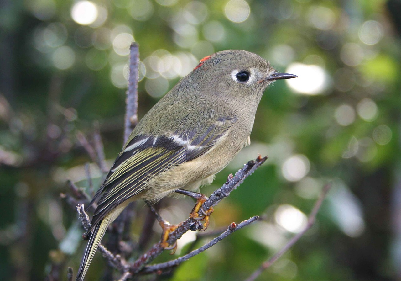 Kalendra, Regulus, Bied, Kinglet, Karūnuotas, Rubinas, Paukščiai, Gyvūnai, Fauna, Nemokamos Nuotraukos