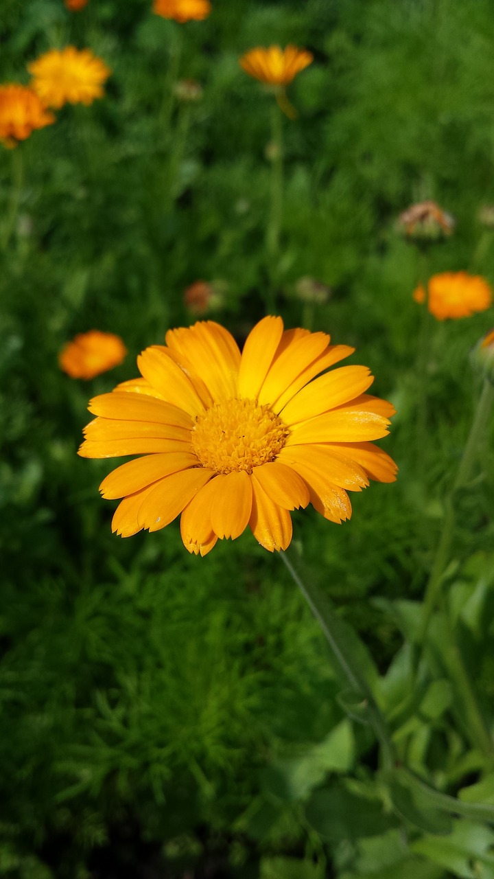 Kalendra, Gėlės, Oranžinė Gėlė, Vabzdys, Skristi, Gamta, Saulė, Sodas, Žalia Žolė, Oranžinė