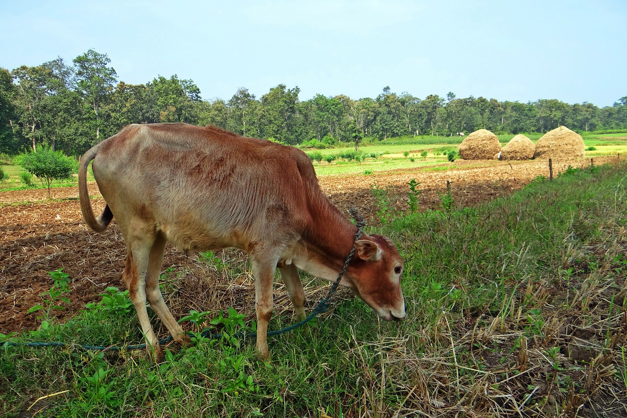 Veršelis, Ganymas, Paddy Derlius, Šieno Kamienas, Kalghatgi, Dharwad, Indija, Nemokamos Nuotraukos,  Nemokama Licenzija