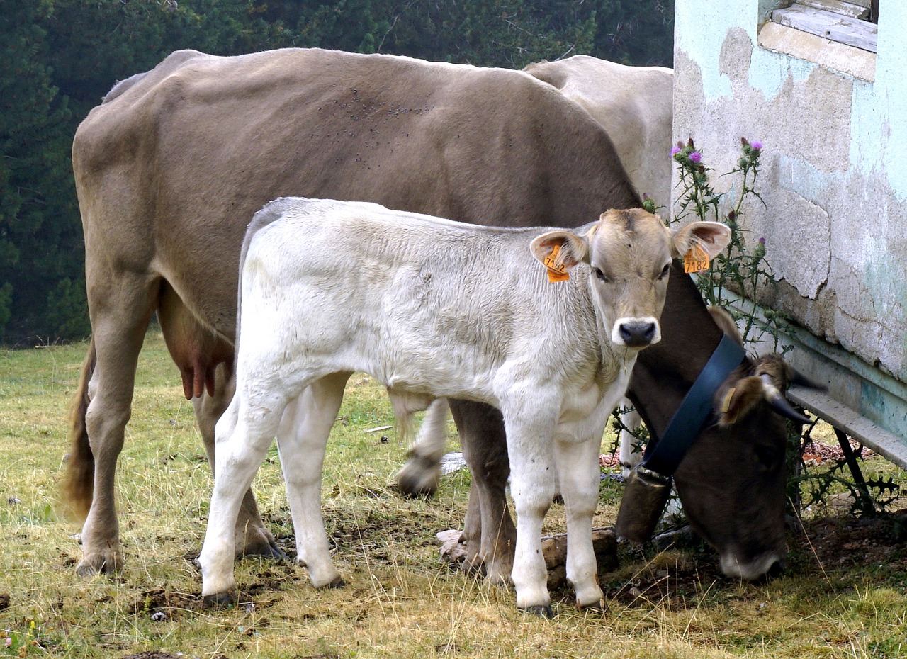 Veršelis, Balta, Gyvuliai, Karvės, Gyvūnai, Ragai, Gyvulininkystė, Stabilus, Žinduolis, Ūkis