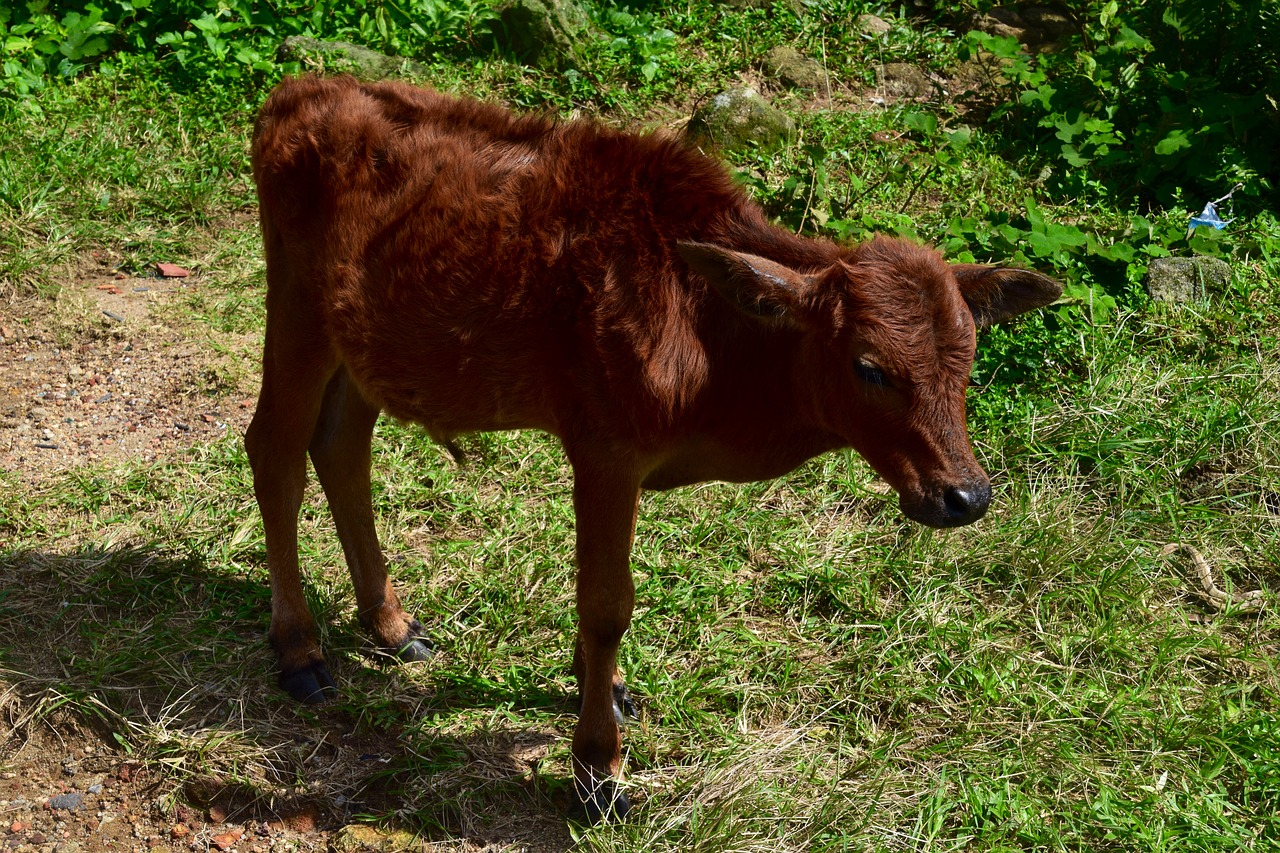 Blauzdos,  Žemdirbystė,  Ūkis,  Gyvulininkystė,  Karvė,  Kaimo,  Lauke, Nemokamos Nuotraukos,  Nemokama Licenzija