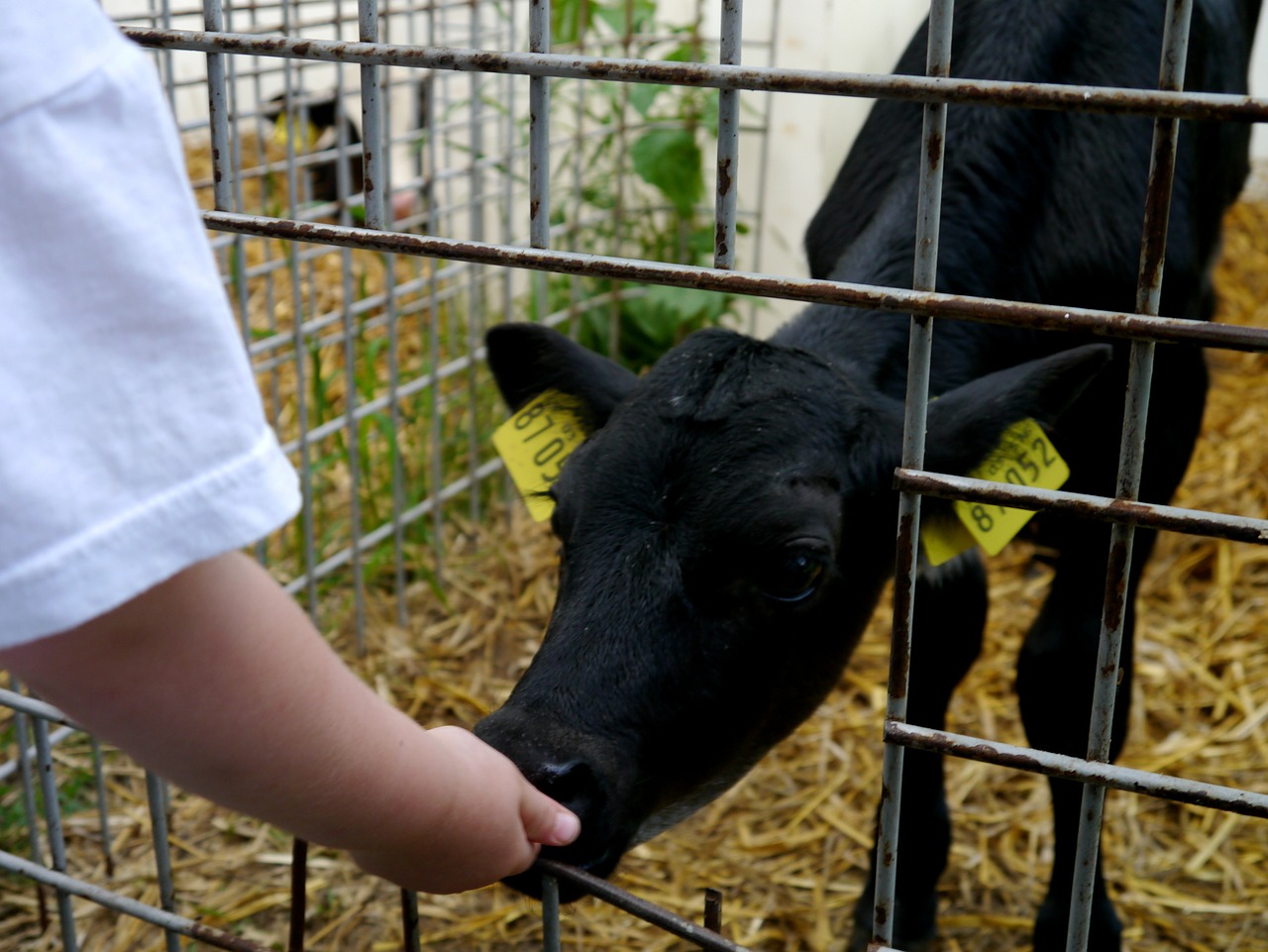 Veršelis, Maitinti, Šiaudai, Stalas, Juoda, Petting Zoologijos Sode, Ūkis, Nemokamos Nuotraukos,  Nemokama Licenzija