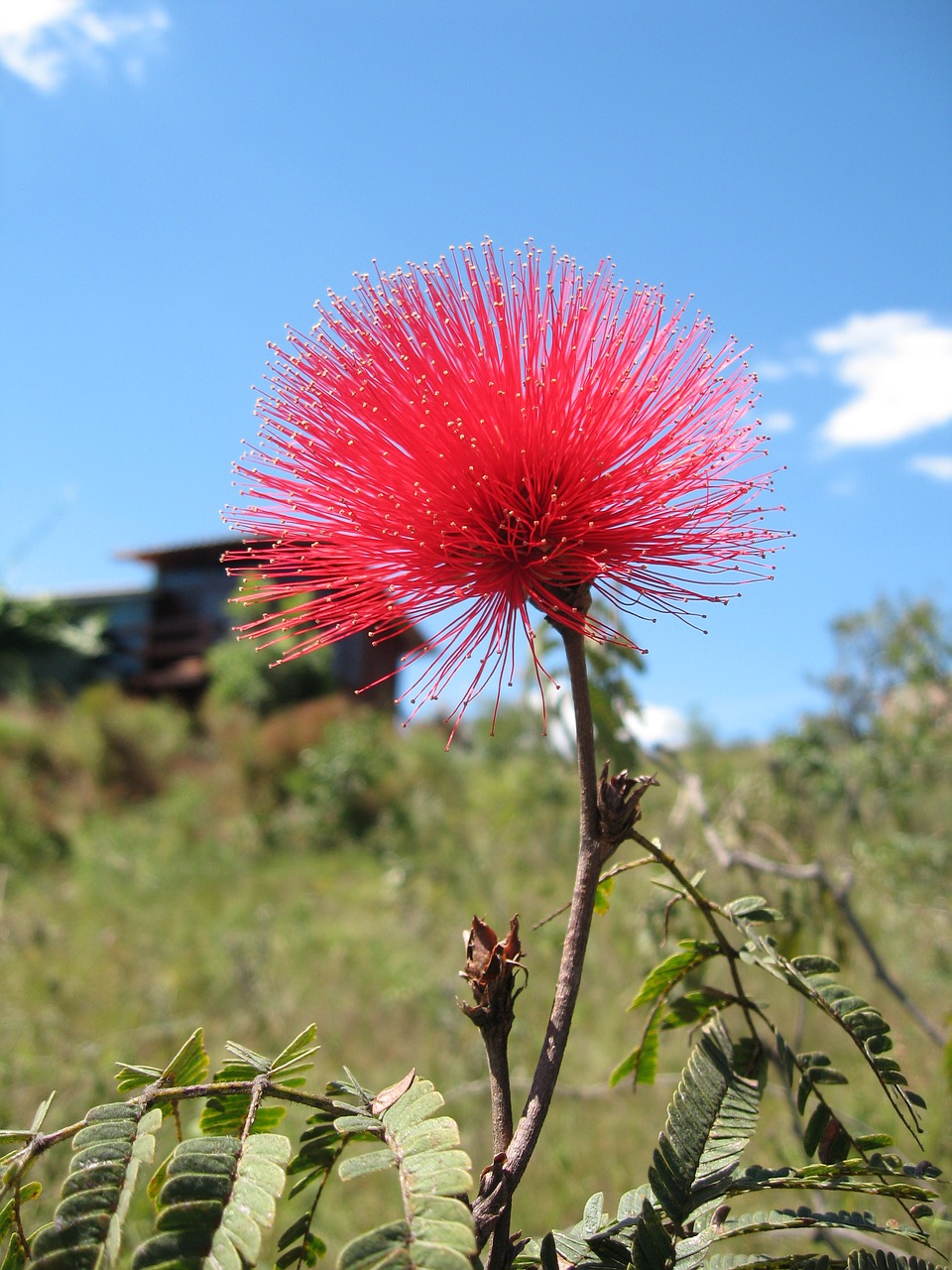 Kaliandra, Cerrado, Gėlė, Gamta, Brazilijos Cerrado, Brazilija, Gėlės, Chuveirinho, Nemokamos Nuotraukos,  Nemokama Licenzija