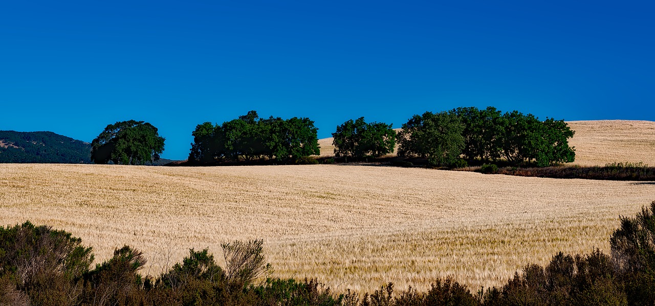 Kalifornija, Kraštovaizdis, Vaizdingas, Kalvos, Hdr, Gamta, Lauke, Medžiai, Panorama, Šienas