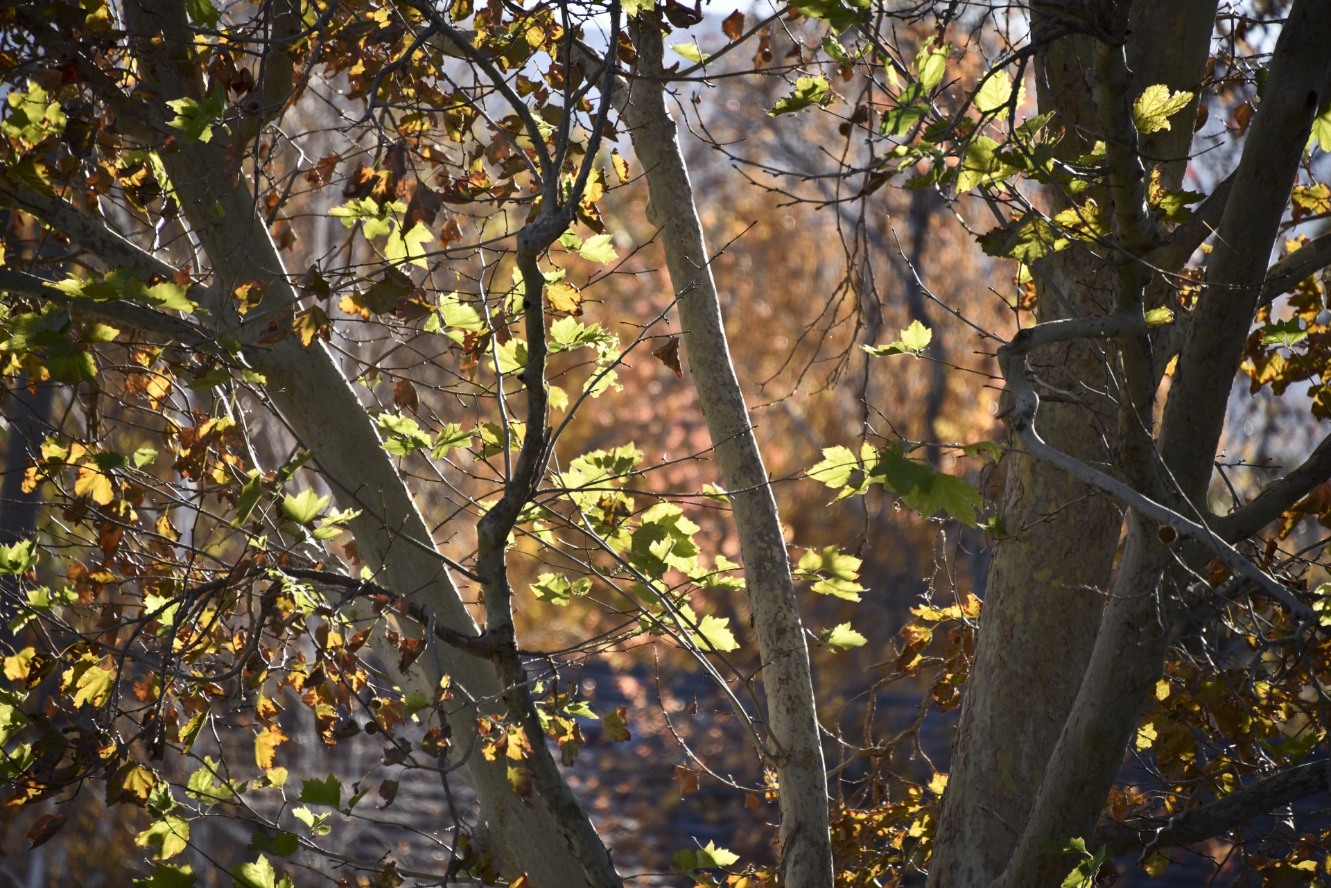 Lapai,  Auksas,  Ruda,  Saulė,  Kritimas,  Ruduo,  Spalva,  Sezonai,  Kalifornijos Rudenį Palieka, Nemokamos Nuotraukos