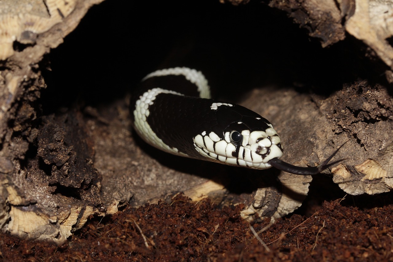 Kalifornijos Gutula, Grandinės Natter, Gyvatė, Lampropeltis Getula Californiae, Geltona, Uždaryti, Karališkoji Gyvatė, Galva, Medžio Žievė, Nemokamos Nuotraukos