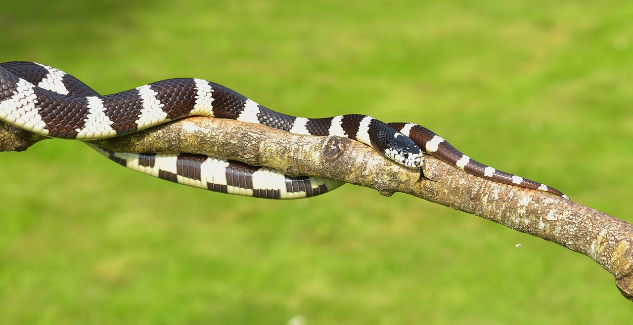 Kalifornijos Gutula, Grandinės Natter, Gyvatė, Karališkoji Gyvatė, Lampropeltis Getula Californiae, Juoda Ir Balta, Juostos, Ne Toksiškas, Galva, Geltona