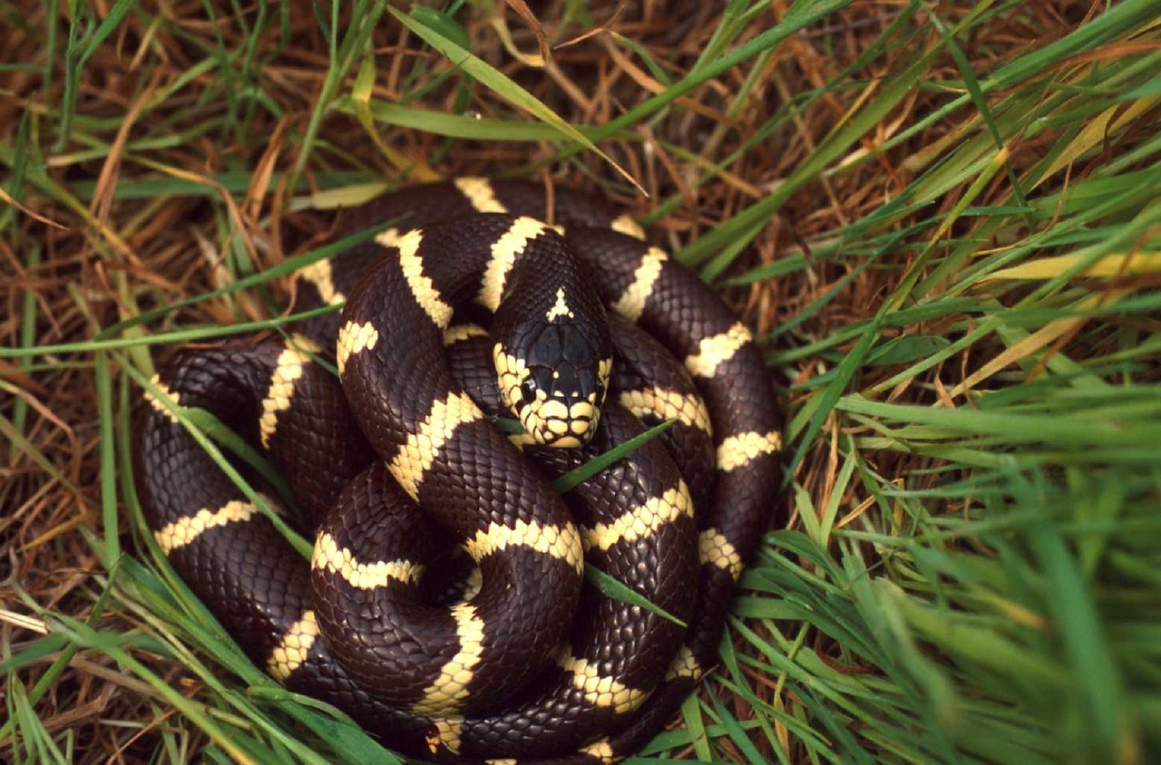 Kalifornijos Kingsnake, Nepagrįstas, Ropliai, Kolubridas, Gyvatė, Laukinė Gamta, Gamta, Svarstyklės, Makro, Portretas