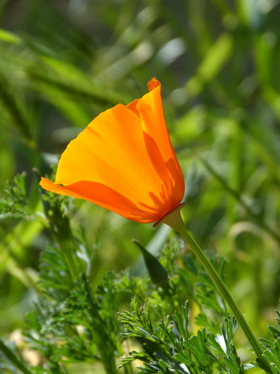 Kalifornijos Aguona, Oranžinė Gėlė, Eschscholzia Californica, Nemokamos Nuotraukos,  Nemokama Licenzija