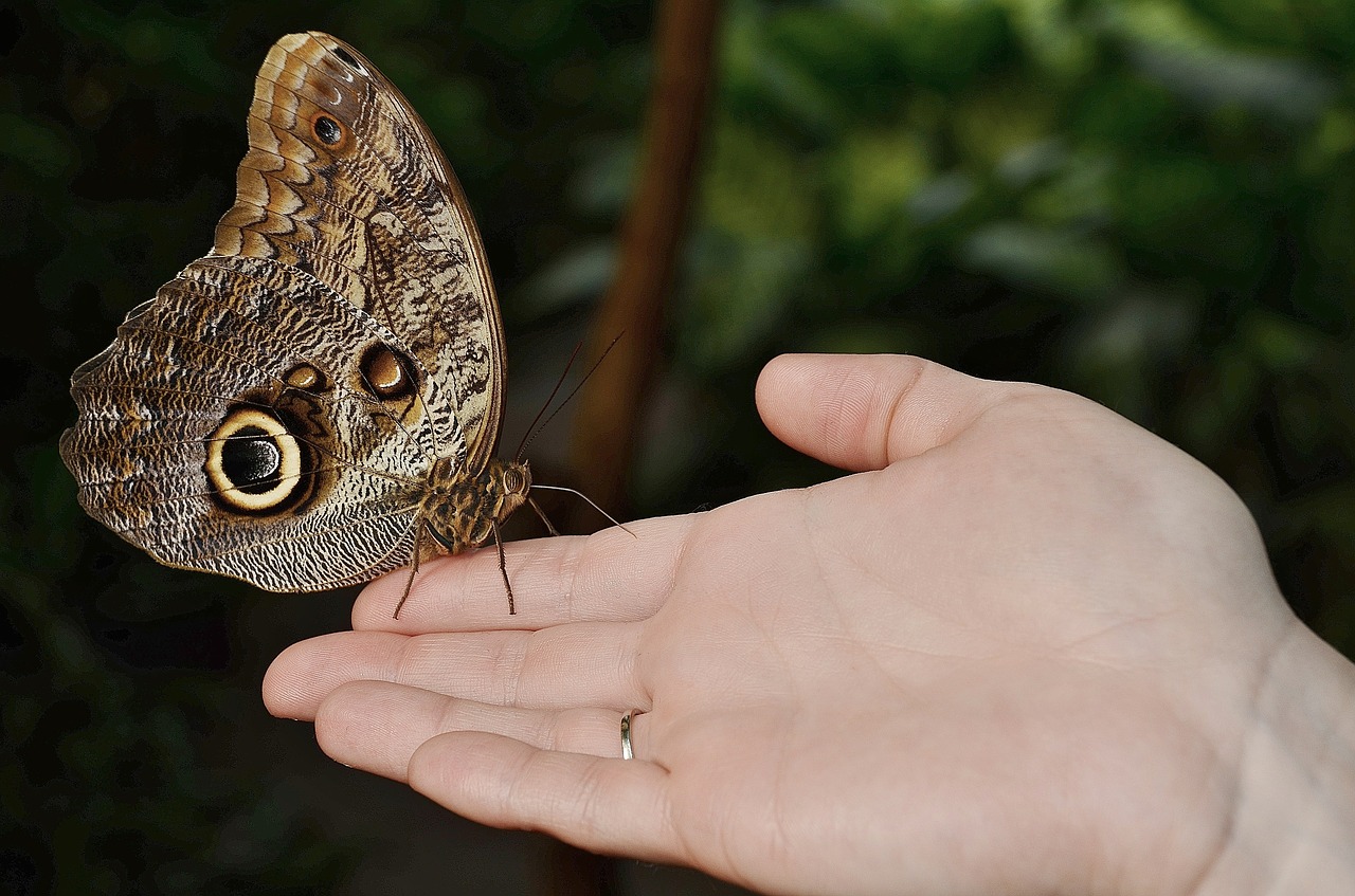 Kalipo Eruriloctuin, Morpho Peleides, Filialas, Galūnė, Ramus, Drugelis, Gyvūnas, Vabzdys, Pirštas, Ranka