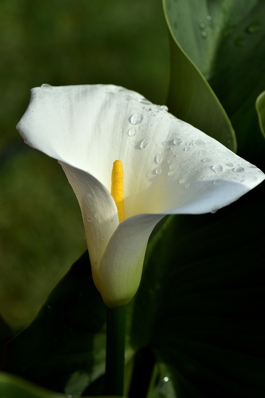 Calla,  Žiedas,  Žydi,  Gėlė,  Augalų,  Pobūdį,  Baltos Spalvos,  Sodas,  Vasara,  Pragaras