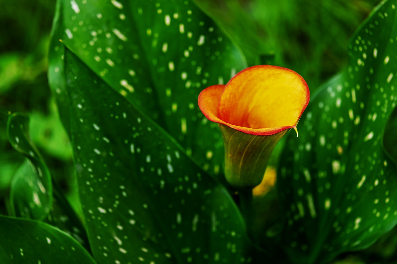 Calla,  Gėlė,  He,  Žiedas,  Žydi,  Grožio,  Gėlių Sodas,  Dekoratyviniai Gėlių,  Schnittblume,  Sodas