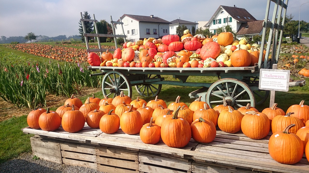 Vadinami Rostmanai, Moliūgai, Oranžinė, Ruduo, Kolekcijos, Halloween, Nemokamos Nuotraukos,  Nemokama Licenzija