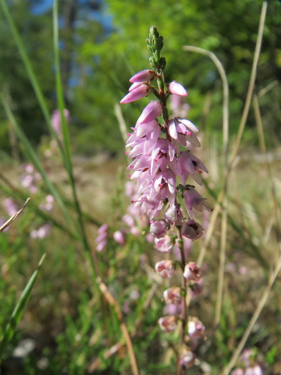 Kaluna Vulgaris,  Dažnas Virėja,  Ling,  Virėja,  Flora,  Wildflower,  Žiedynas,  Botanika,  Augalas, Nemokamos Nuotraukos