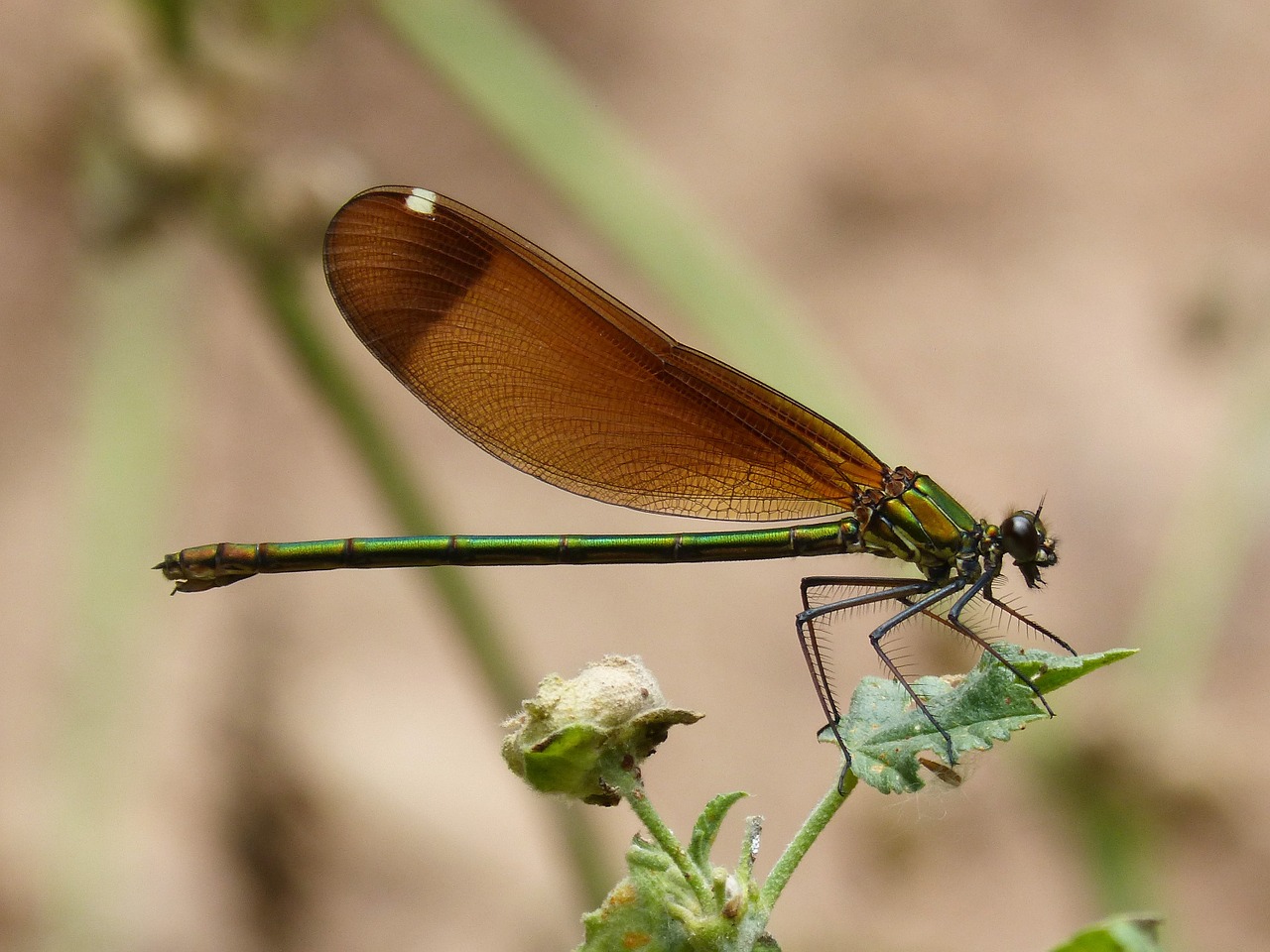 Calopteryx Haemorrhoidalis, Lazda, Sparnai, Išsamiai, Juoda Lazdele, Nemokamos Nuotraukos,  Nemokama Licenzija