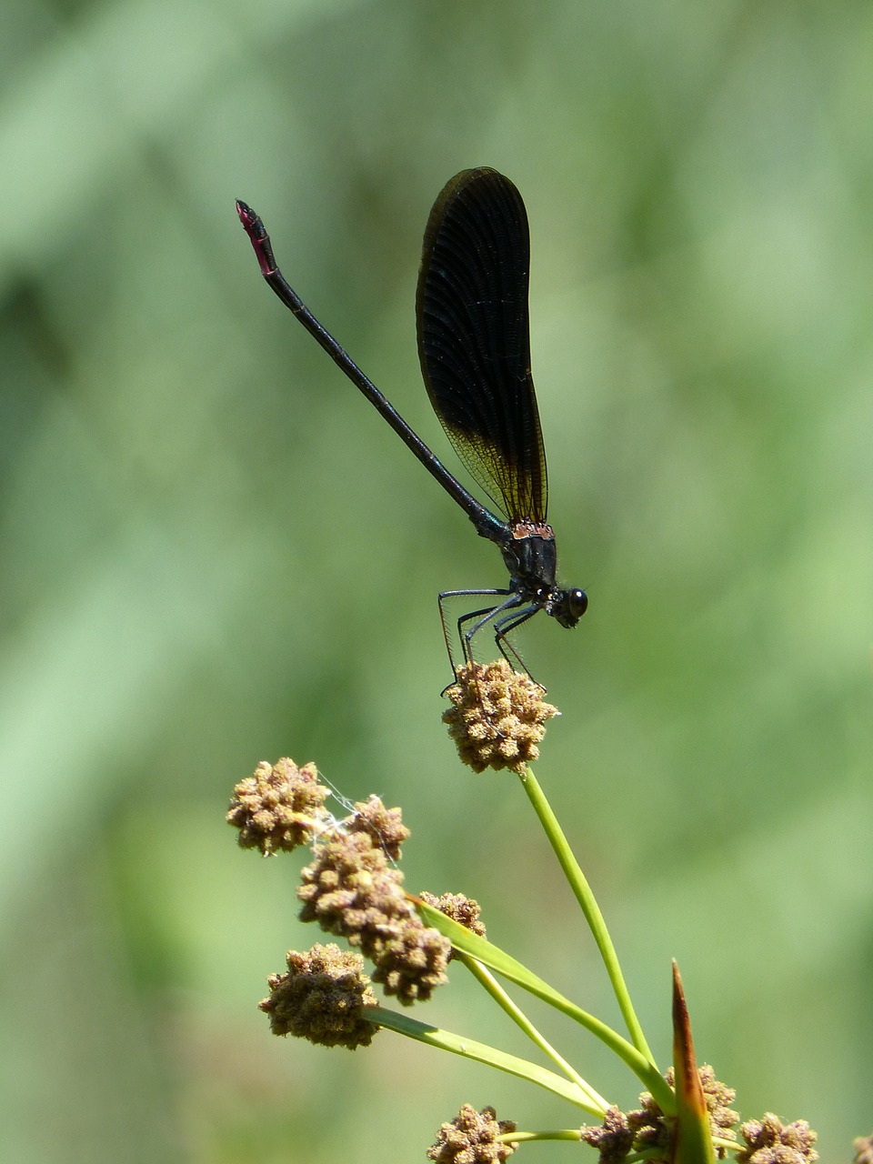 Calopteryx Haemorrhoidalis, Juoda Lazdele, Lazda, Junco, Pelkė, Nemokamos Nuotraukos,  Nemokama Licenzija