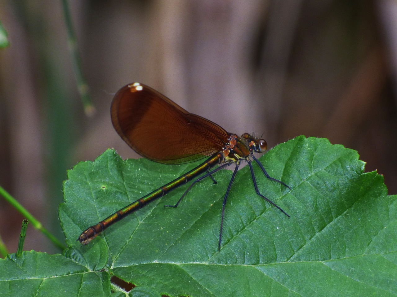 Calopteryx Virga, Lazda, Caballitodel Velnias, Mirgėjimas, Skraidantis Vabzdys, Lapai, Nemokamos Nuotraukos,  Nemokama Licenzija