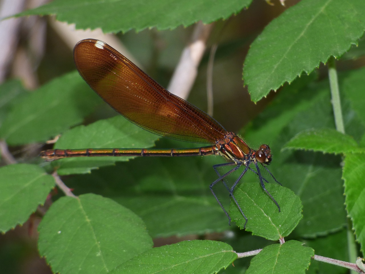 Calopteryx Virga, Lazda, Damselfly, Mirgėjimas, Skraidantis Vabzdys, Lapai, Nemokamos Nuotraukos,  Nemokama Licenzija