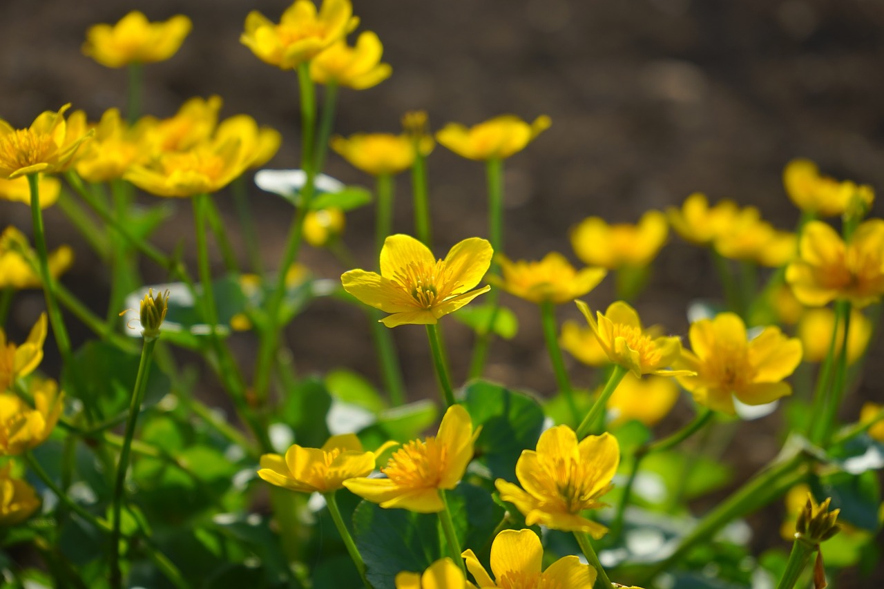 Caltha Palustris, Gėlės, Geltona, Hahnenfußgewächs, Ranunculaceae, Nemokamos Nuotraukos,  Nemokama Licenzija