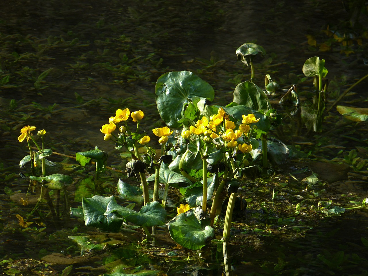 Caltha Palustris, Hahnemann Pėdų Šiltnamio, Geltona, Pelkių Augalas, Drėgnas, Vanduo, Bachas, Augti, Nemokamos Nuotraukos,  Nemokama Licenzija