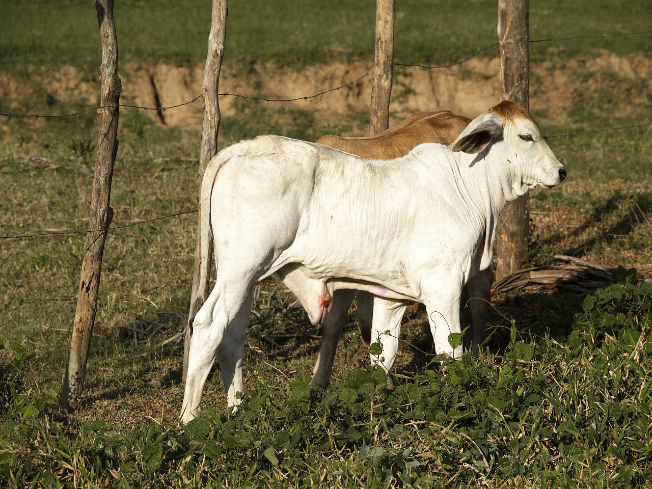 Veršeliai, Galvijai, Zebu, Sumušė, Balta, Ūkis, Gyvuliai, Žinduolis, Ganykla, Ranča