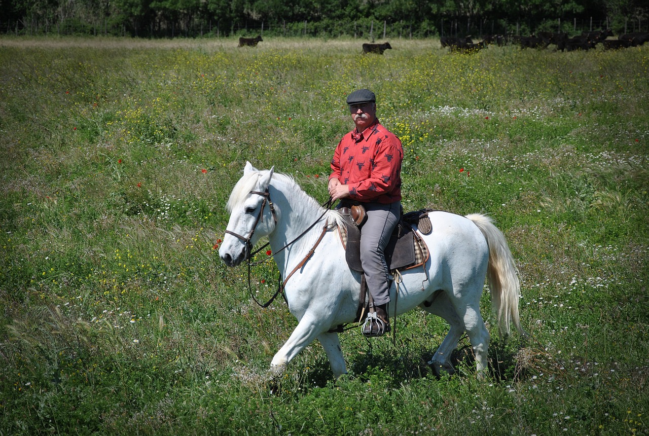 Camargue, Megztinis, Arklys, Nemokamos Nuotraukos,  Nemokama Licenzija