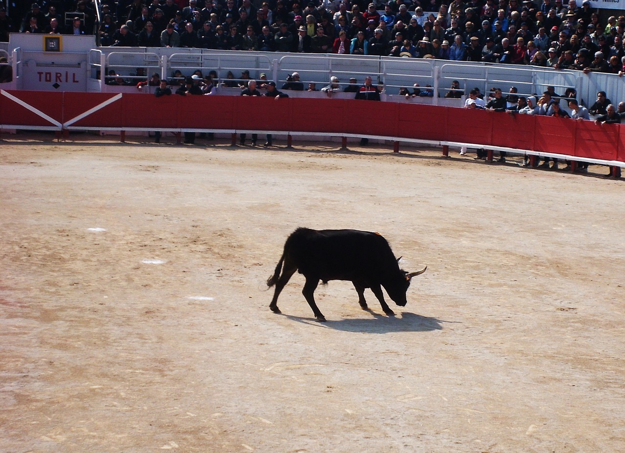 Camargue, Feria, Bulius, Arena, Kokadas, Festivalis, France, Nemokamos Nuotraukos,  Nemokama Licenzija