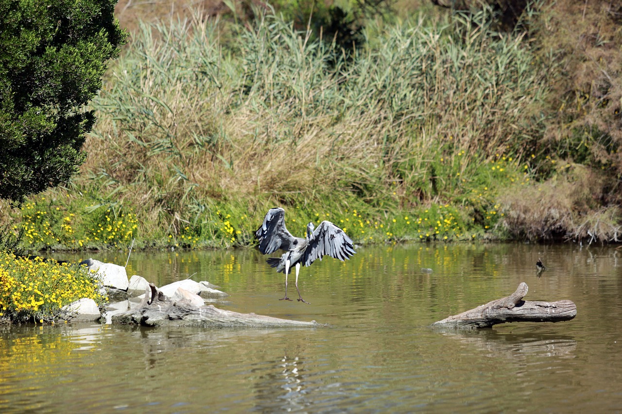 Camargue, Paukščiai, Wader, Vanduo, Ornitologija, Gamta, Paprastas Kranas, Paukščių Skrydis, Tvenkinys, Nemokamas Vaizdas