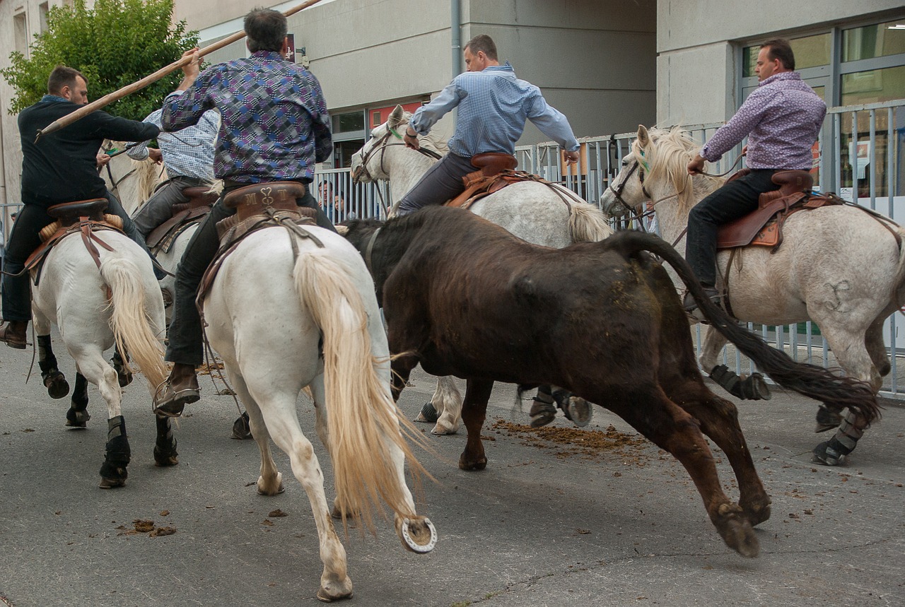 Camargue, Kaimo Festivalis, Bulius, Arkliai, Feria, Vairuotojai, Nemokamos Nuotraukos,  Nemokama Licenzija