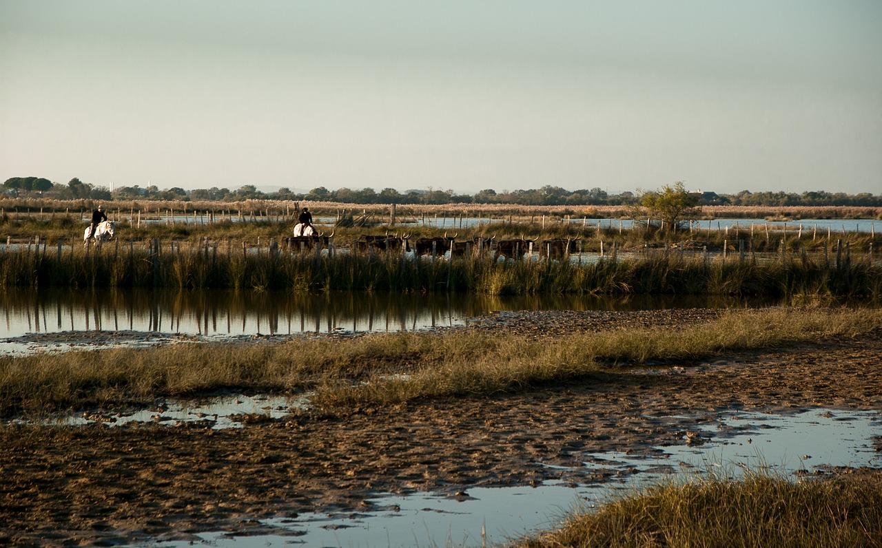 Camargue, Pelkės, Buliai, Gardininkai, Nemokamos Nuotraukos,  Nemokama Licenzija